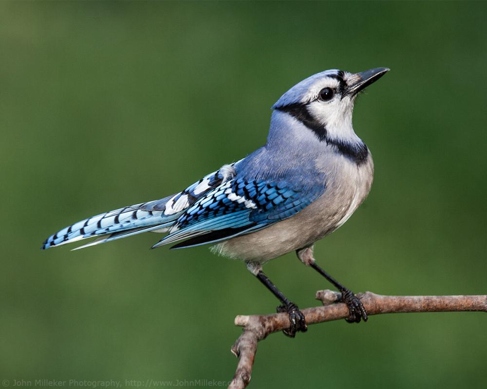 the-beekman-blue-jay-sings-the-beekman-school